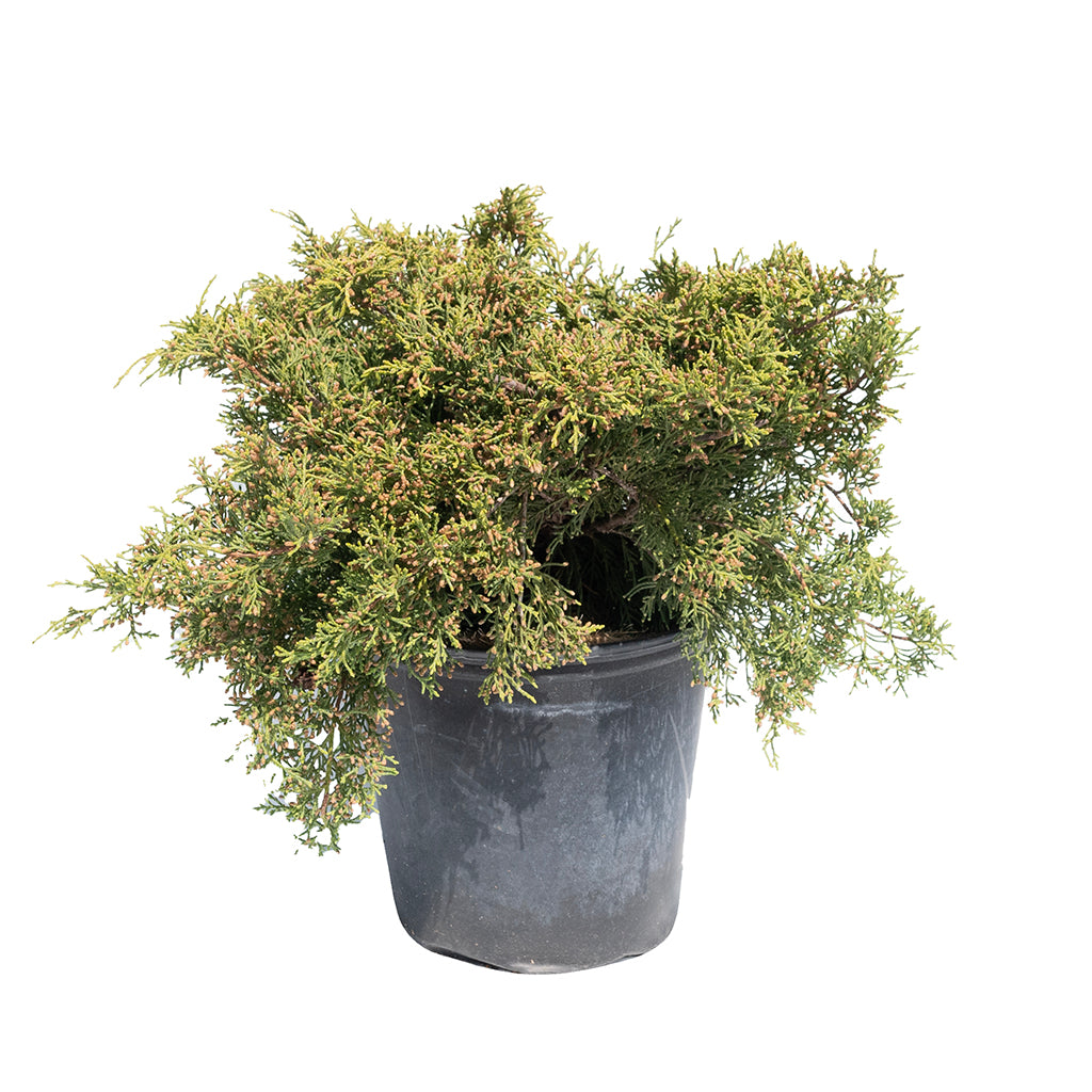 Gold Star® Juniper # 2 Container