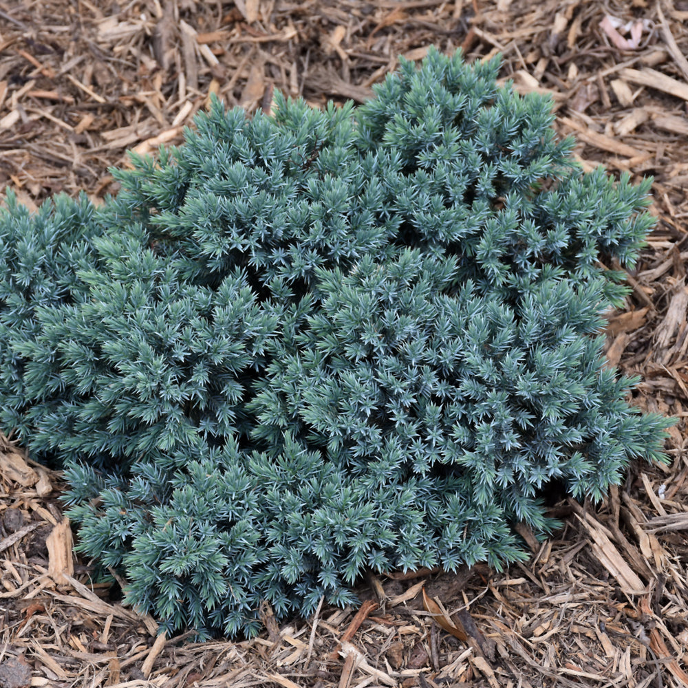 Blue Star Juniper # 2 Container
