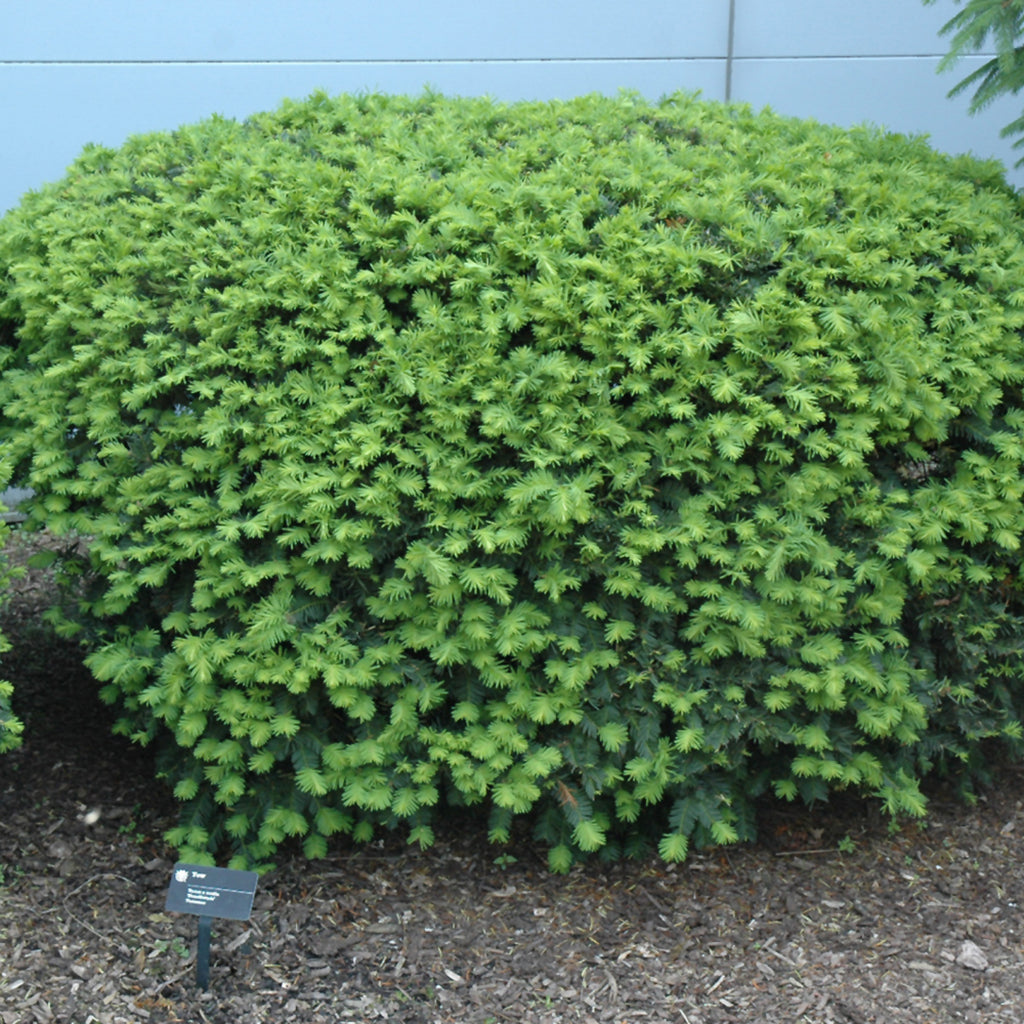 Dense Spreading Yew
