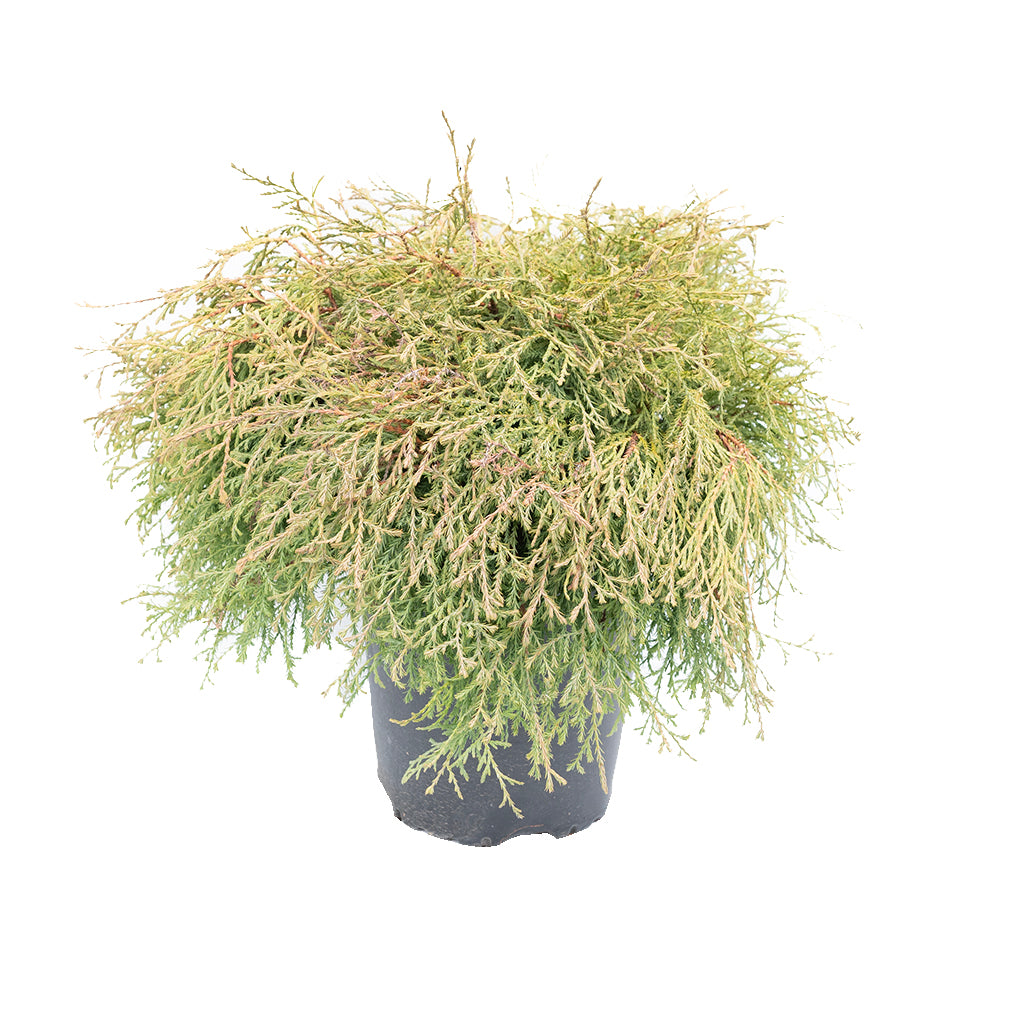 Mr. Bowling Ball Eastern Cedar # 2 Container