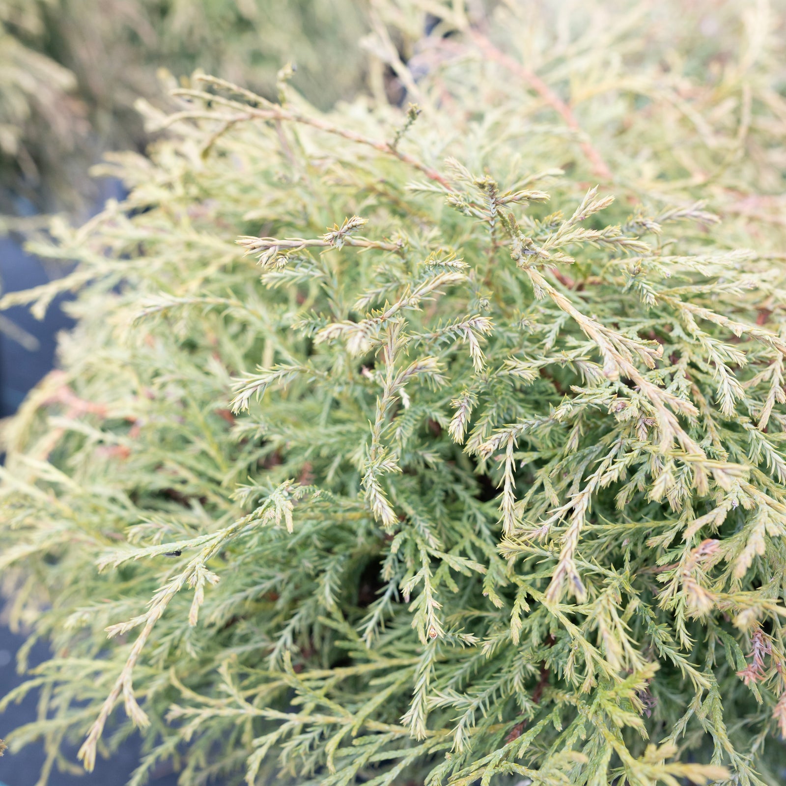 Mr. Bowling Ball Eastern Cedar # 2 Container