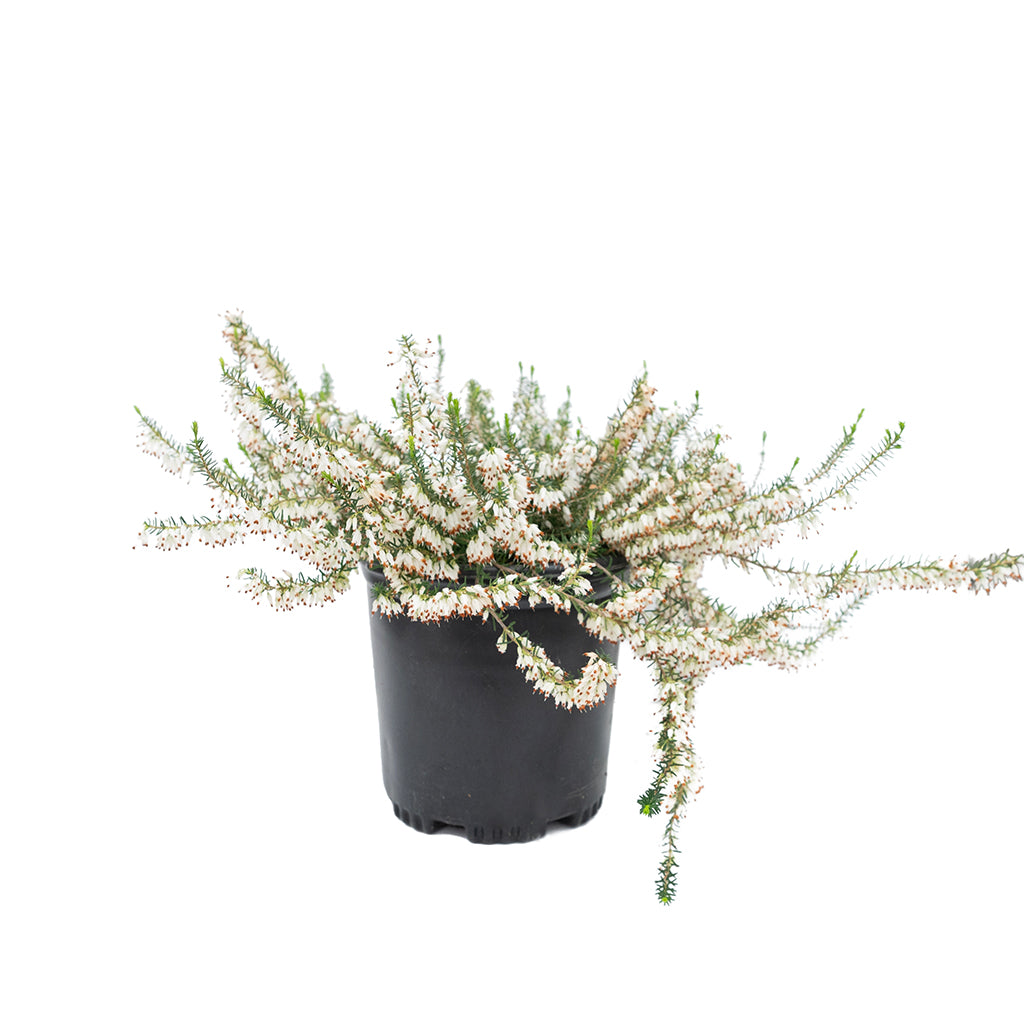 Spring Heath - Springwood White