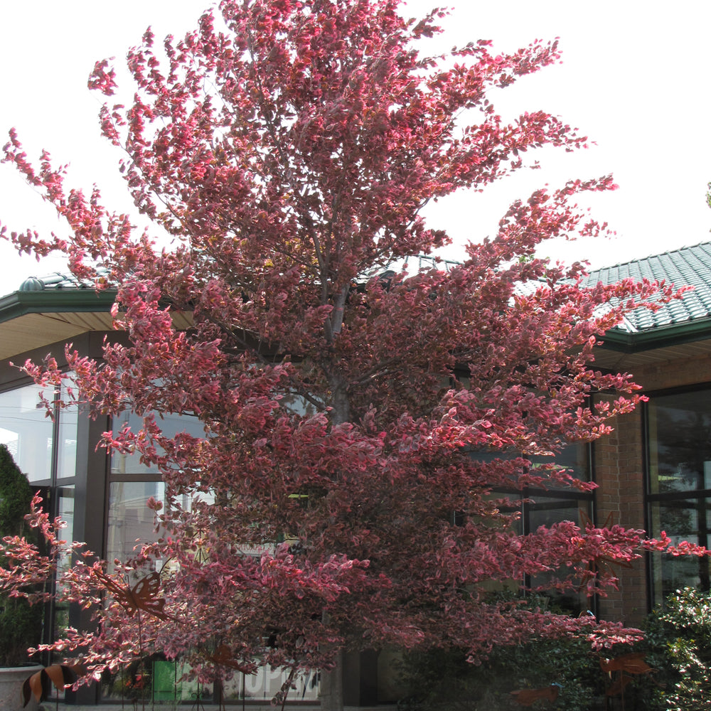 Tricolor Beech