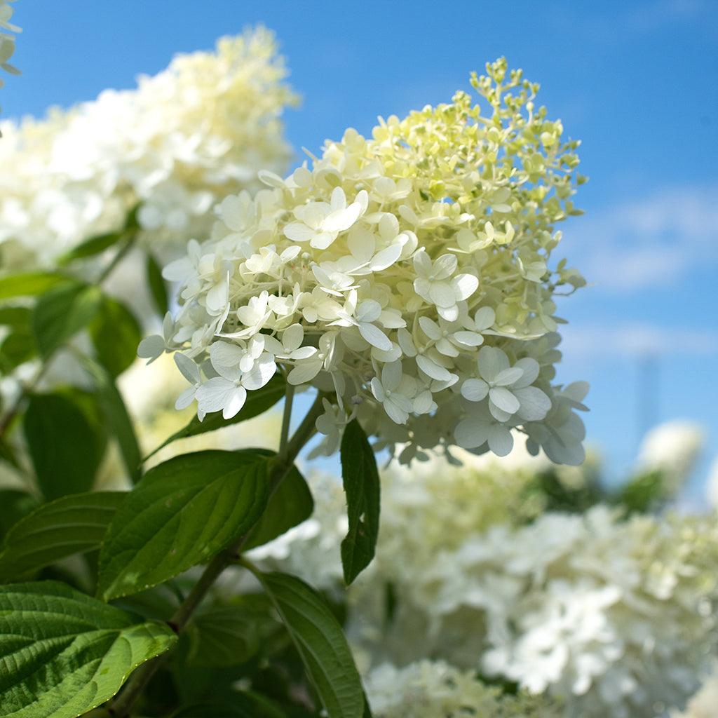 Limelight Panicle Hydrangea PW® (Standard)