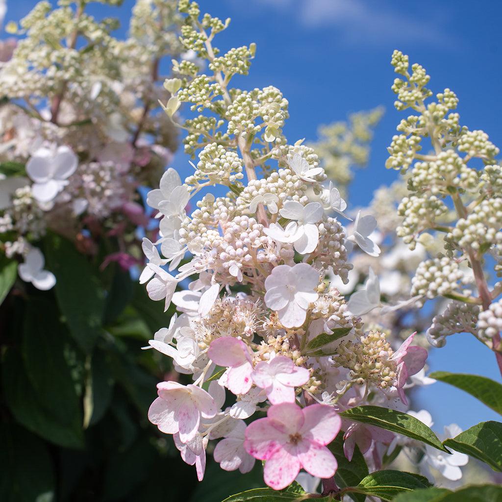 Pinky Winky® Panicle Hydrangea (Standard)
