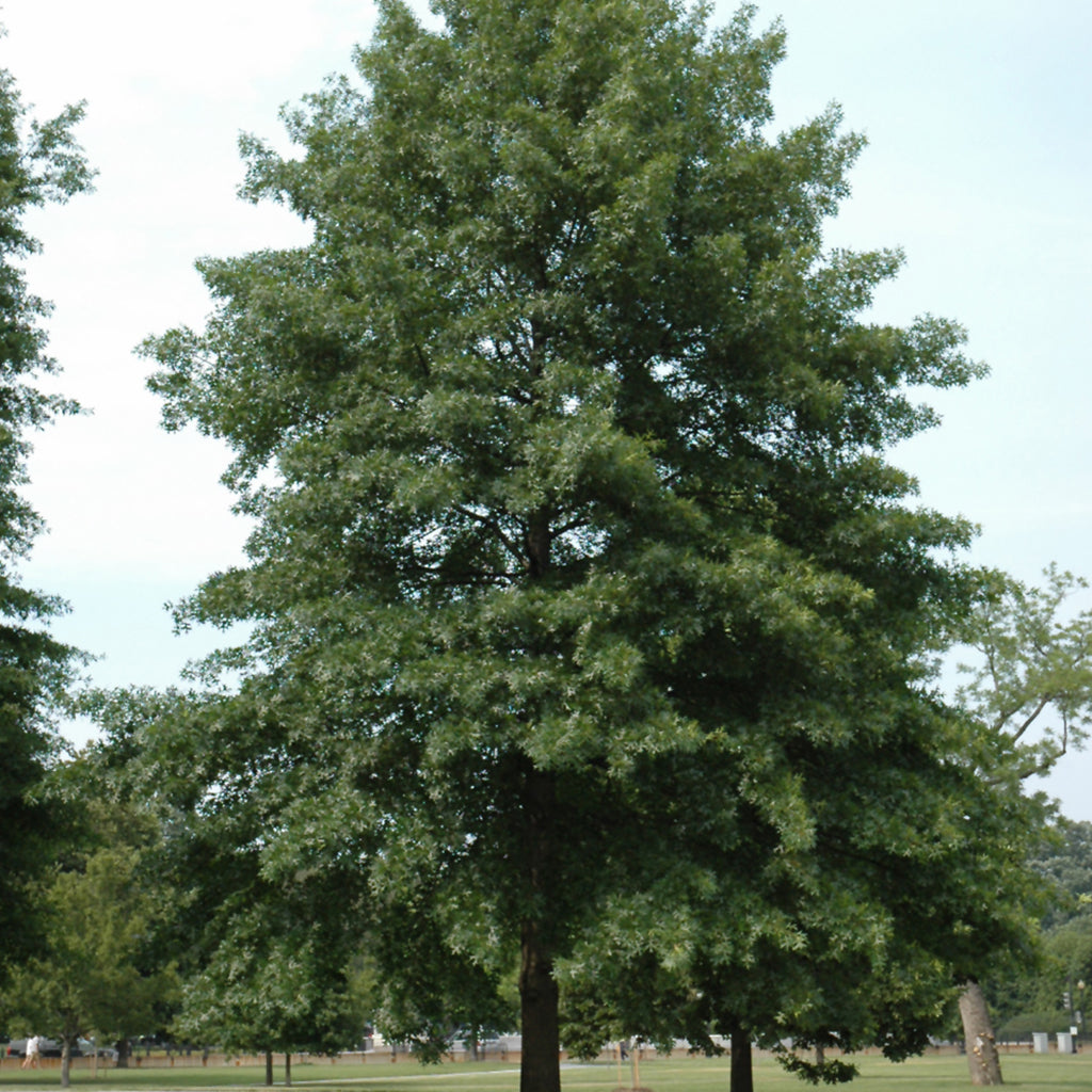 Pin Oak