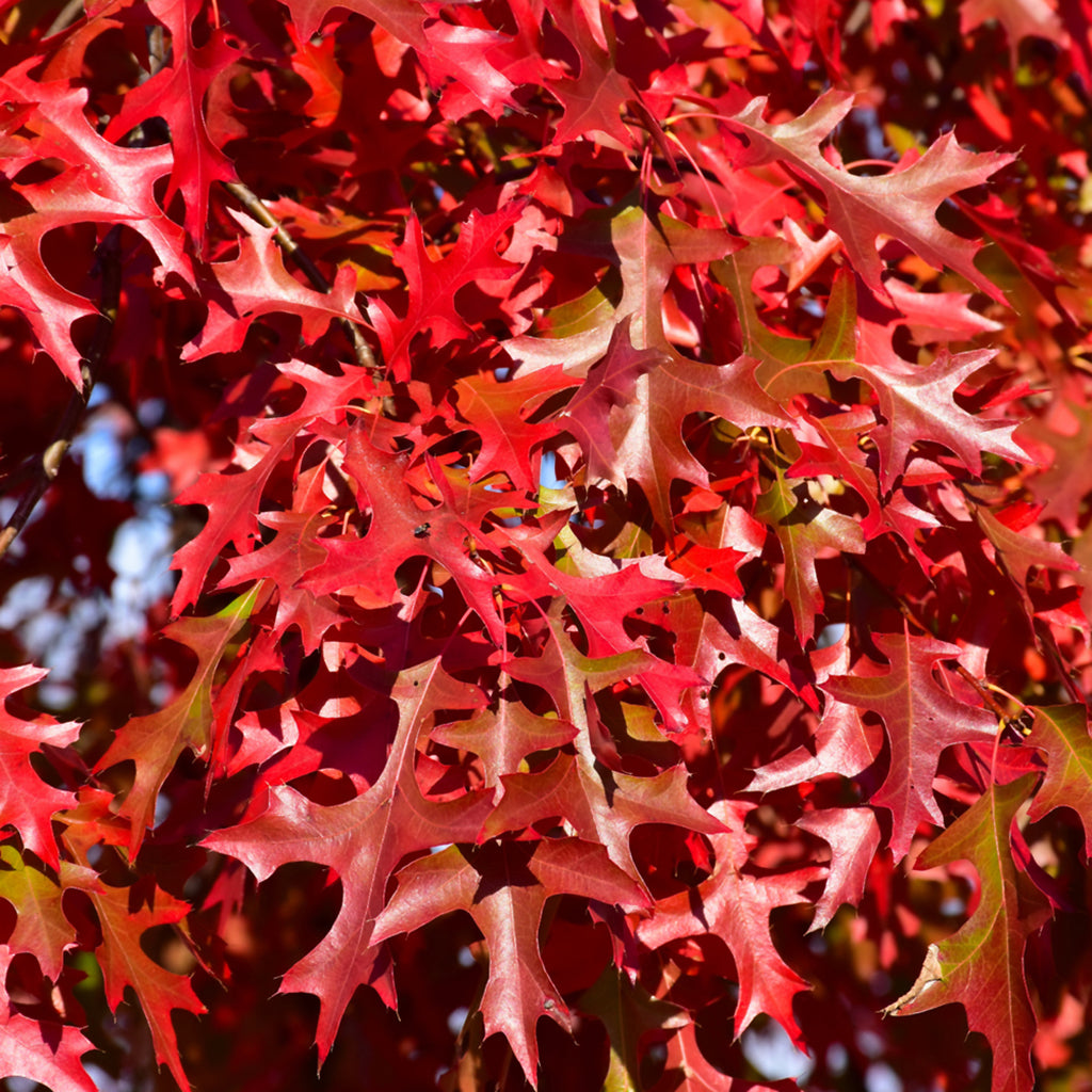 Pin Oak