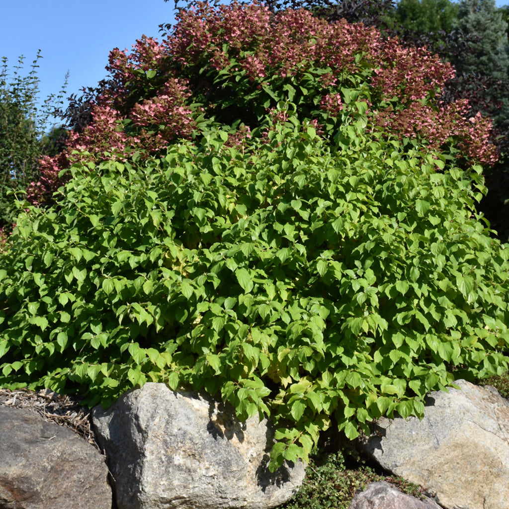 Budd's Yellow Tatarian Dogwood