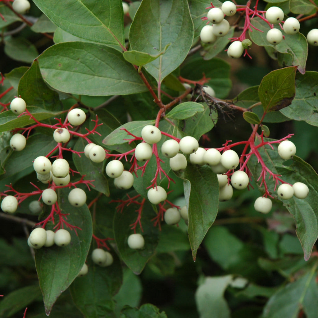 Gray Dogwood