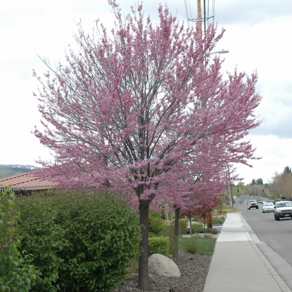 Eastern Redbud (Shrub)