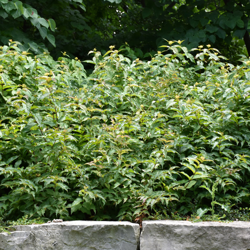 Dwarf Bush-Honeysuckle