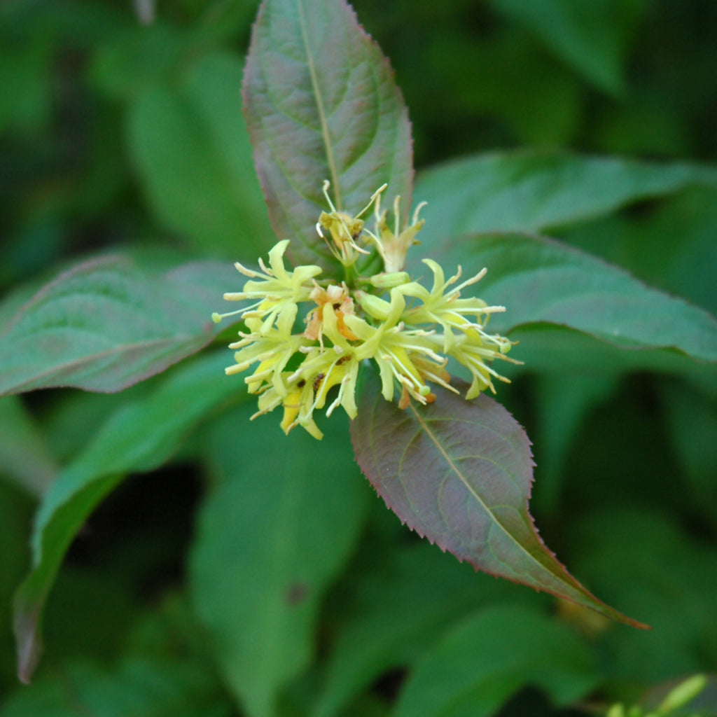 Dwarf Bush-Honeysuckle