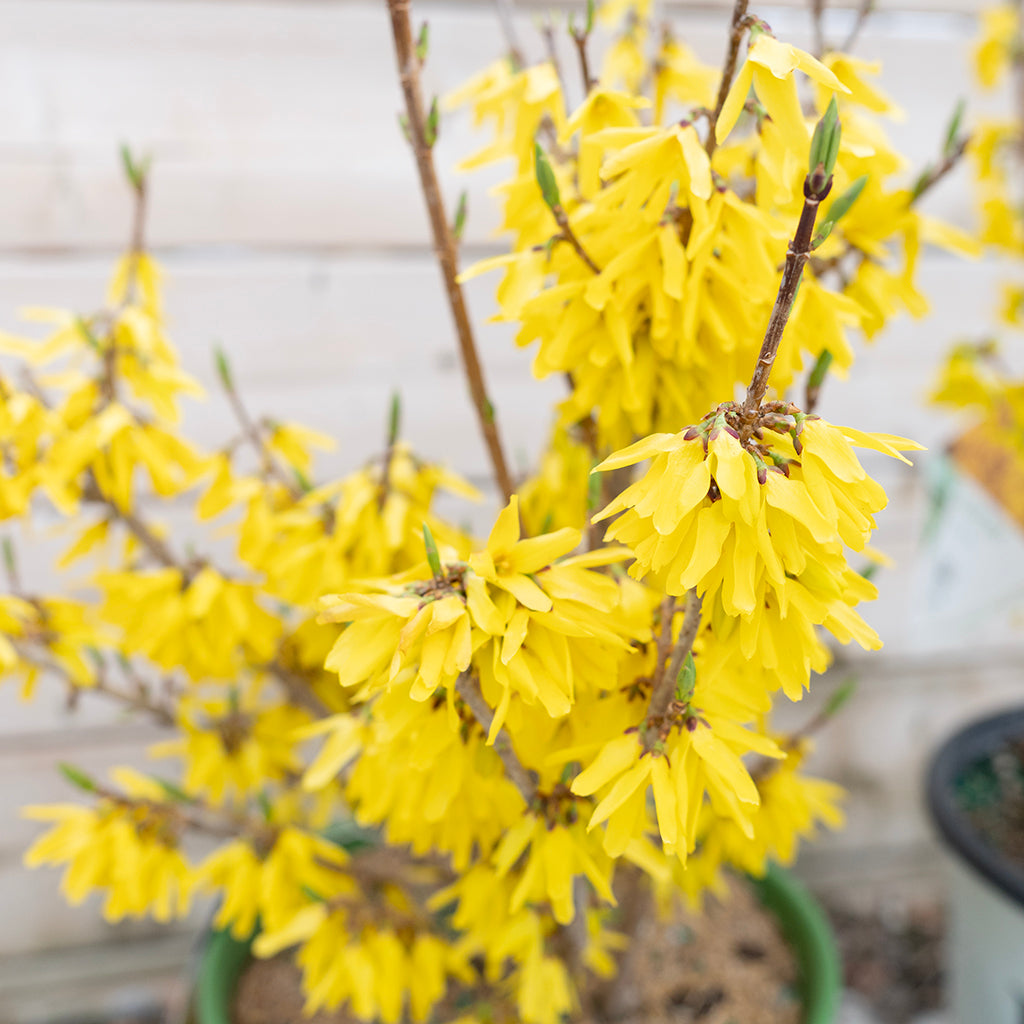 Northern Gold Forsythia