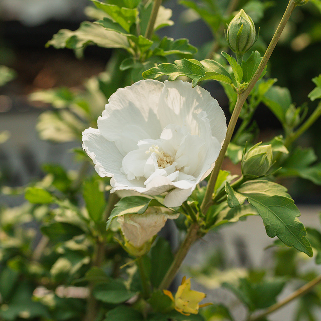 White Chiffon® Rose Of Sharon Pw® # 2 PW Cont