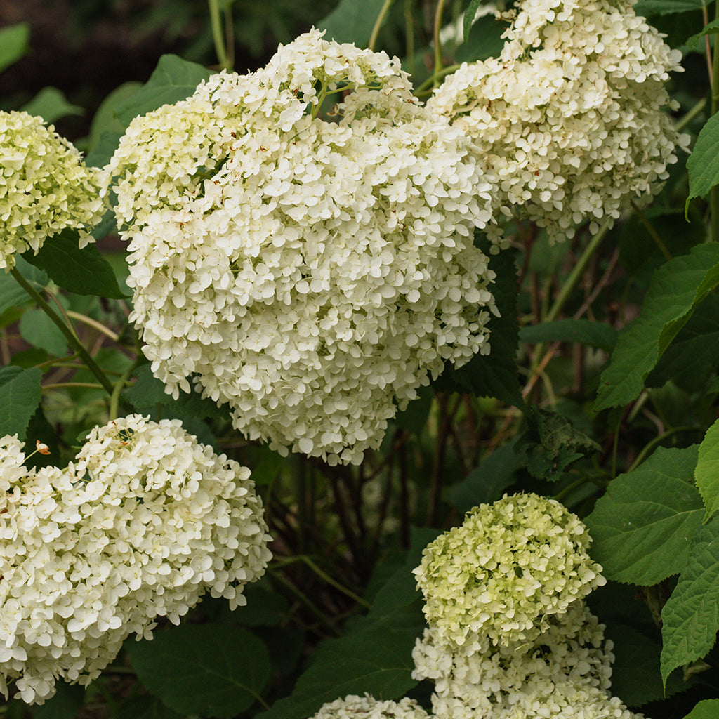 Incrediball® Smooth Hydrangea PW®
