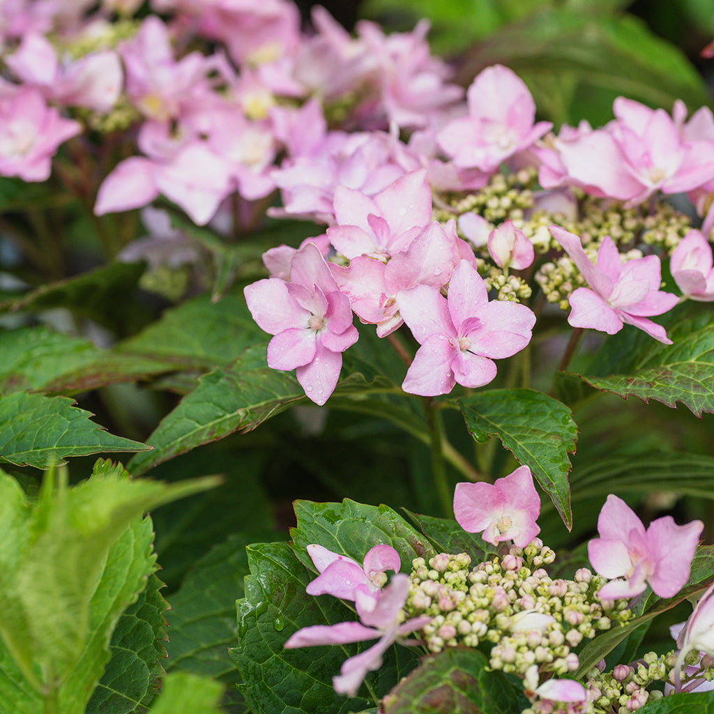 Tiny Tuff Stuff Mountain Hydrangea PW®