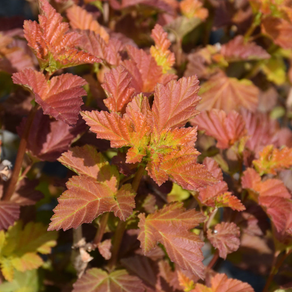 Amber Jubilee® Common Ninebark Tree FE®