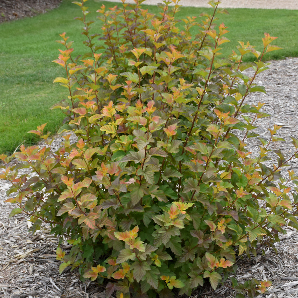 Amber Jubilee® Common Ninebark Tree FE®