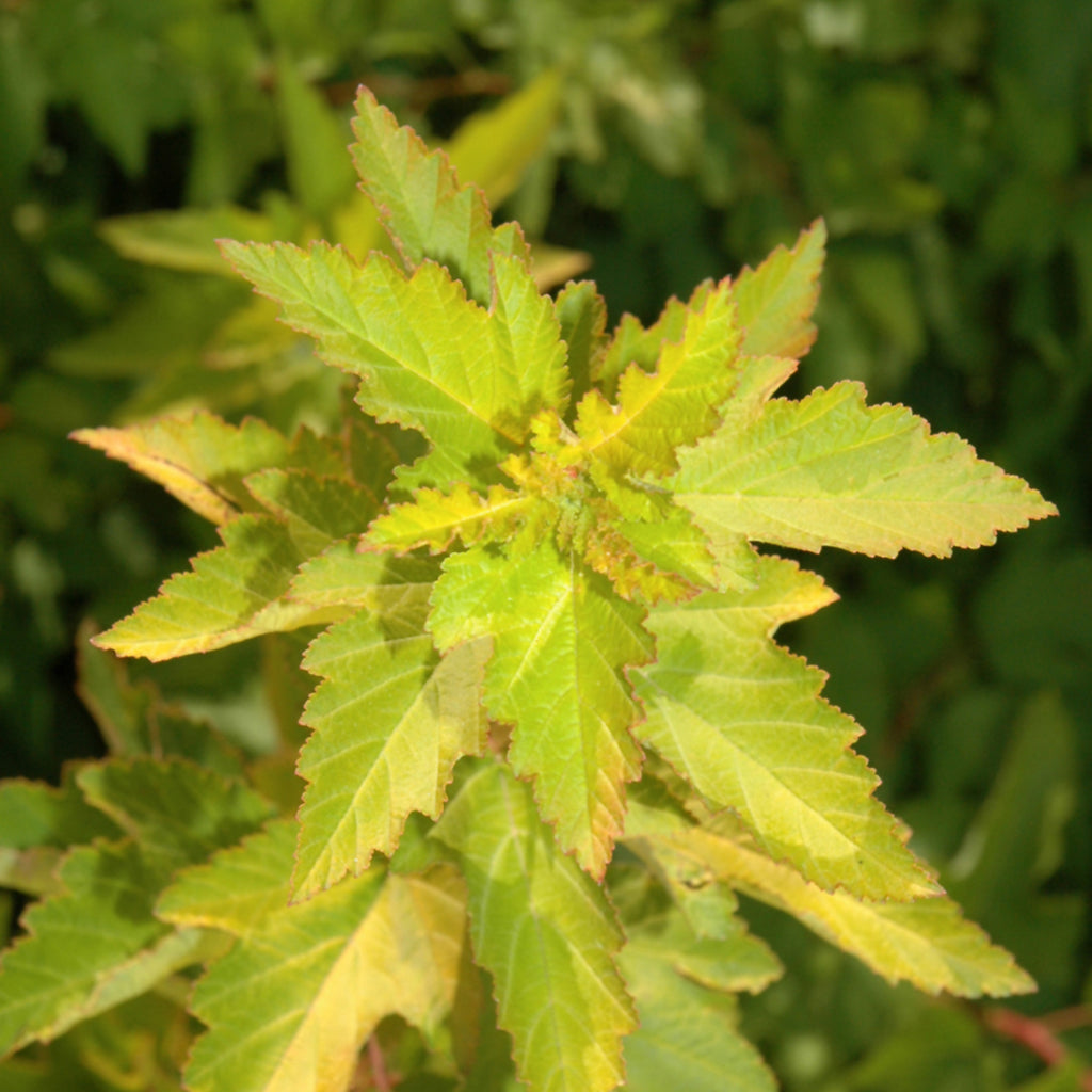Lemon Candy Common Ninebark