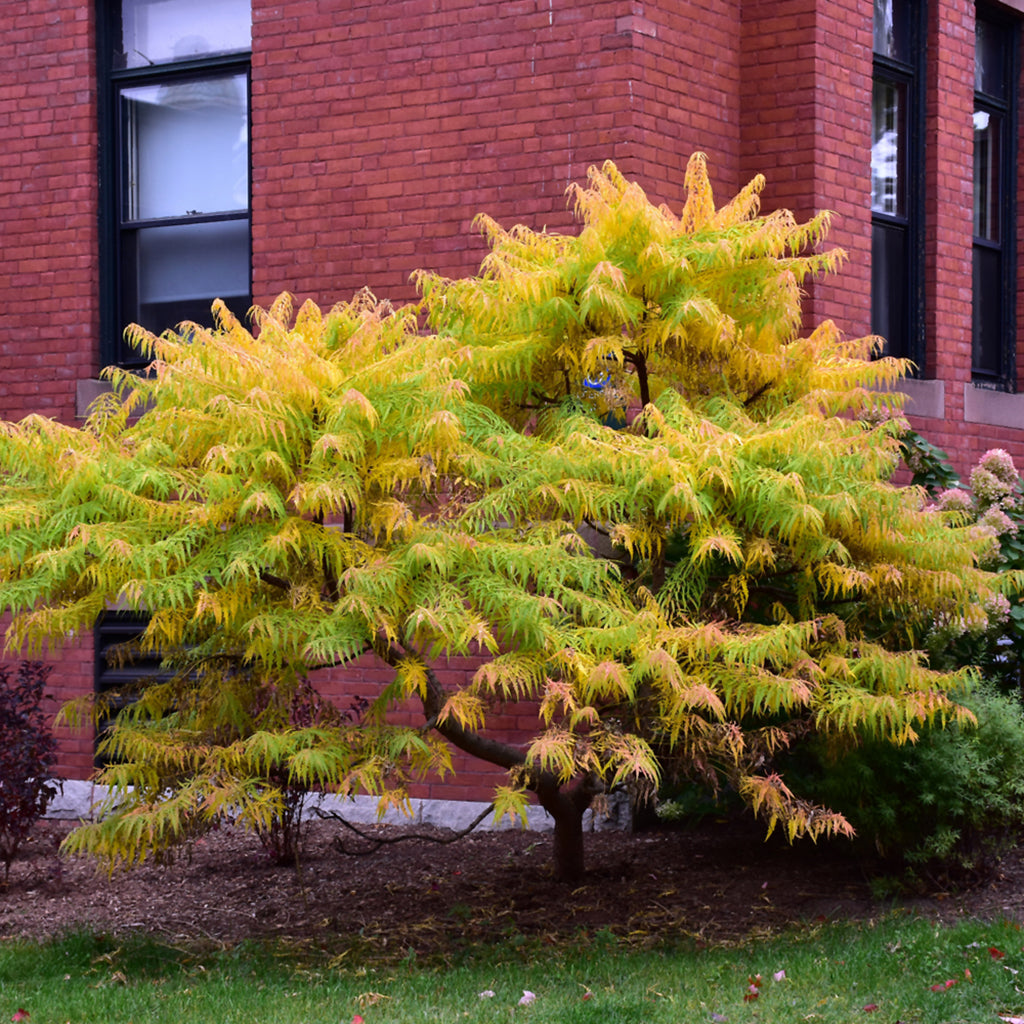 Tiger Eyes® Cutleaf Staghorn Sumac Fe®