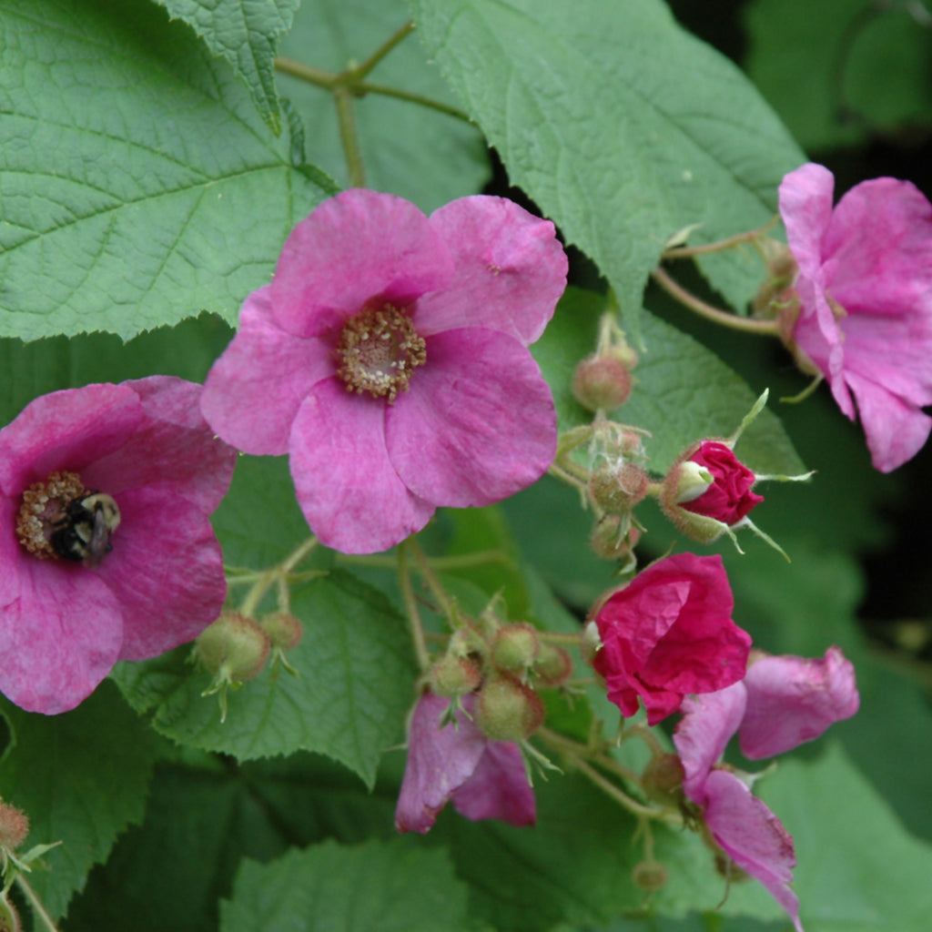 Flowering Raspberry
