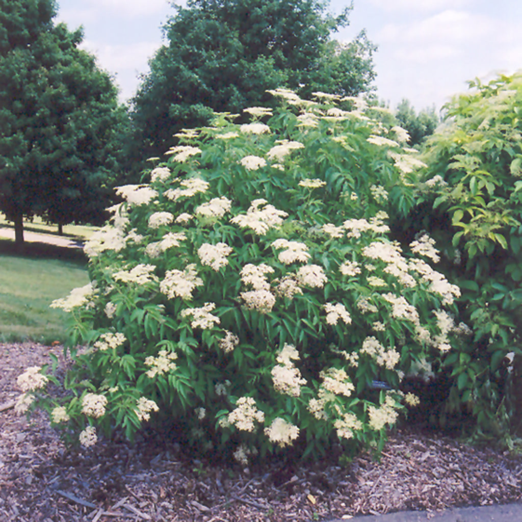 American Elderberry