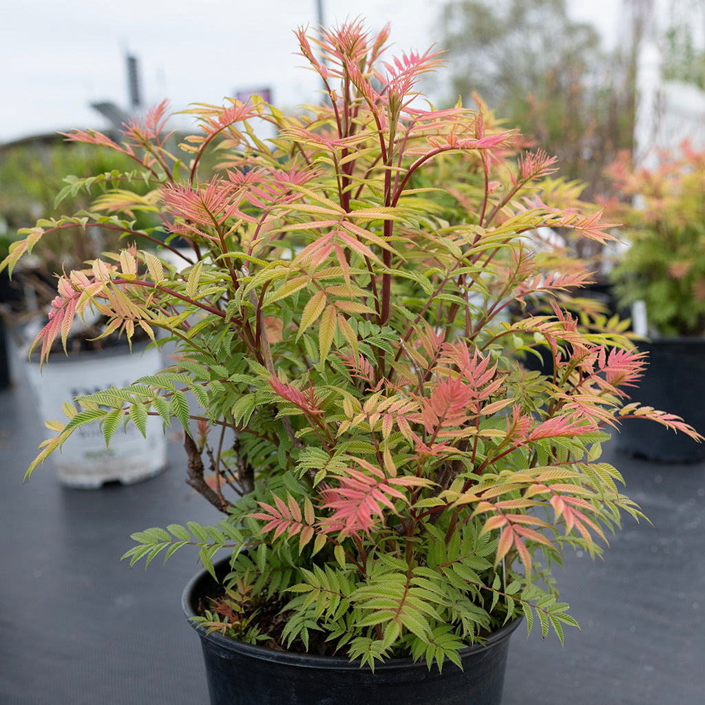 Sem False Spirea