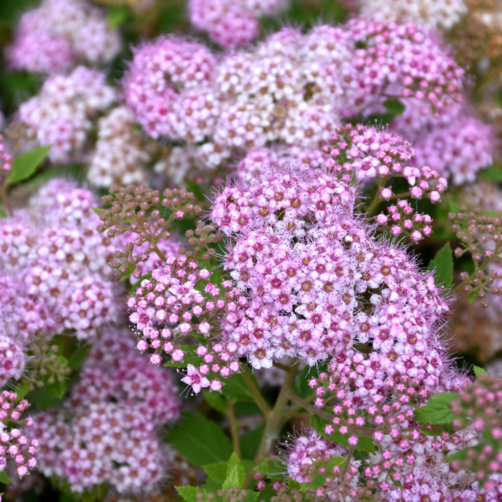 Little Princess Japanese Spirea