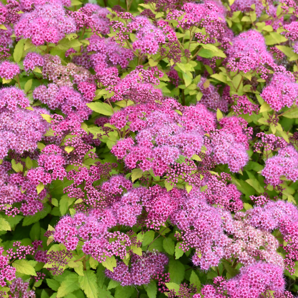Magic Carpet Japanese Spirea