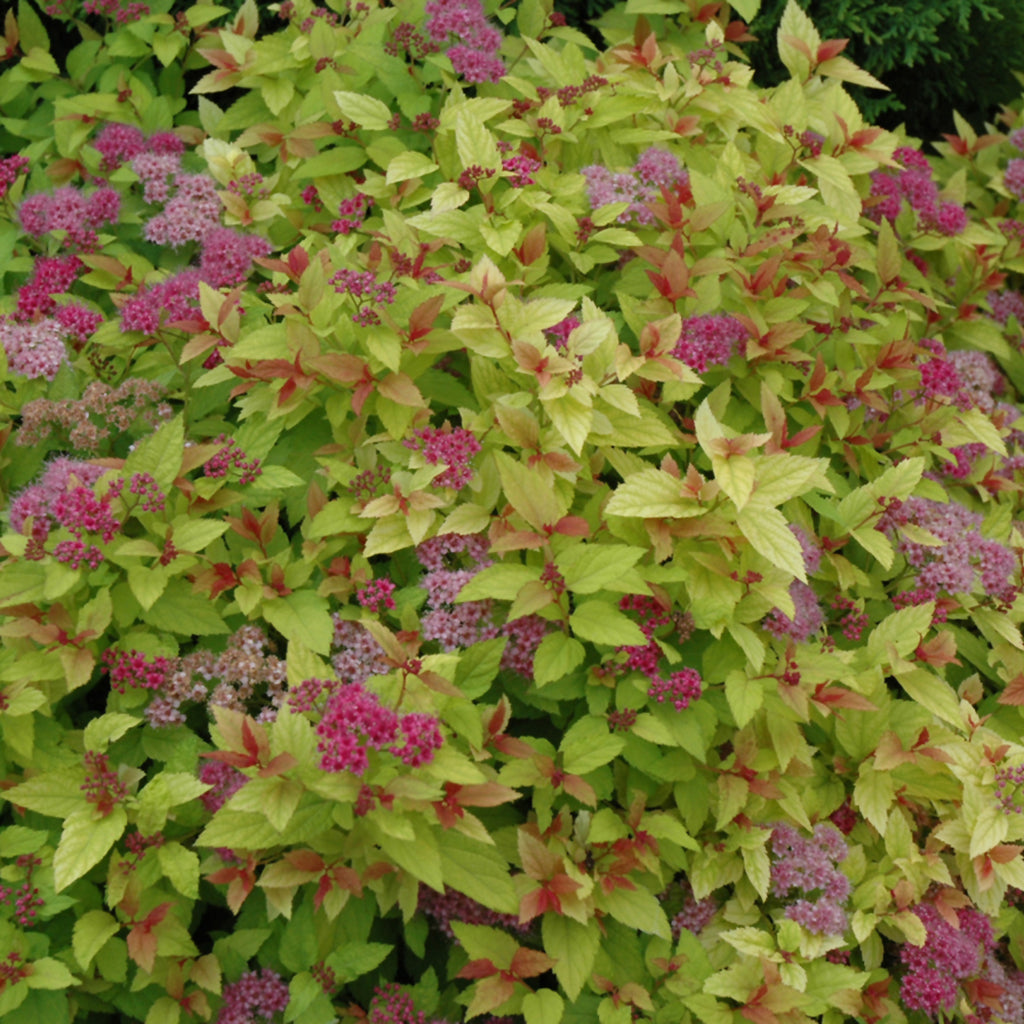 Magic Carpet Japanese Spirea