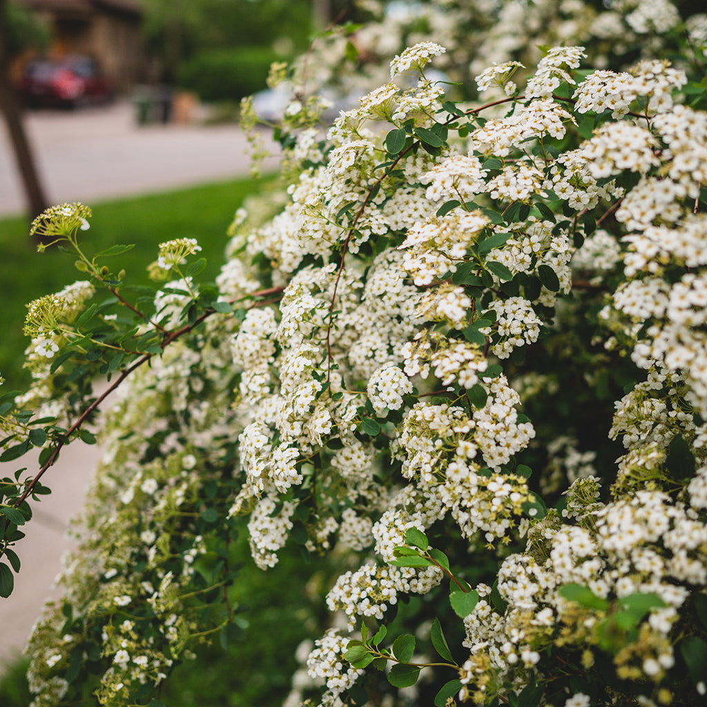 Bridalwreath Spirea