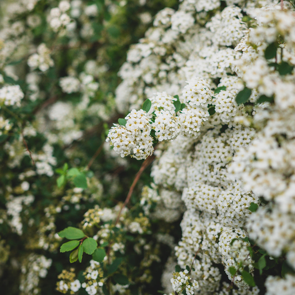 Bridalwreath Spirea