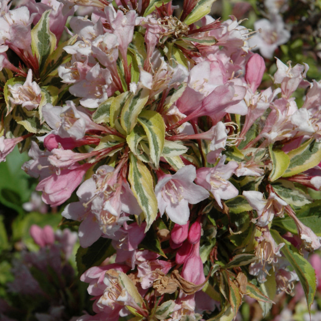 Rainbow Sensation® Old Fashioned Weigela Fe®