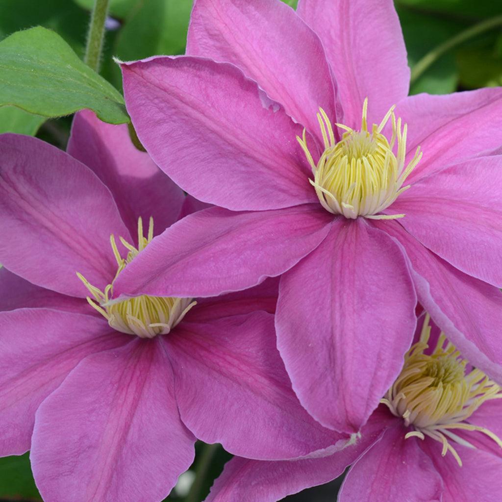 Alaina Clematis RE  # 1 Container