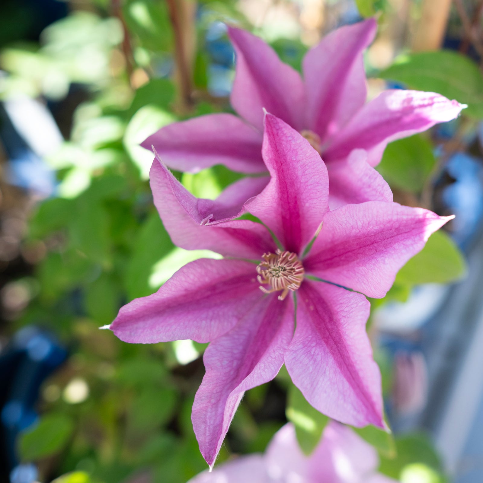Sally Clematis