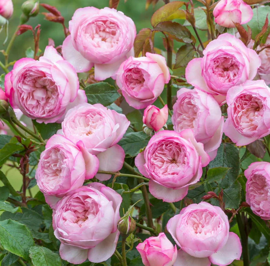 The Mill on the Floss Austin® Rose