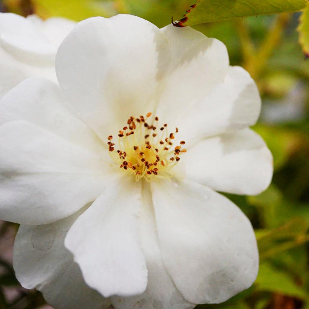 Flower Carpet® White Shrub Rose