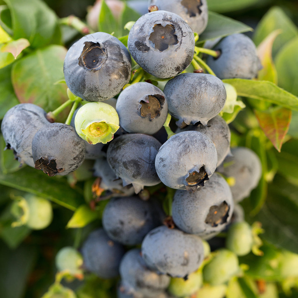 Blueberry - Jelly Bean - Bushel and Berry