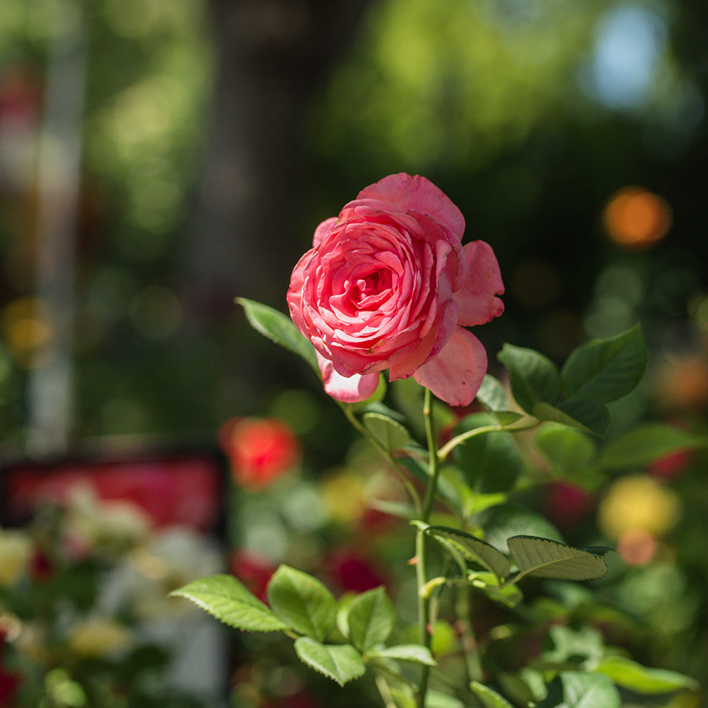Canada Blooms Hybrid Tea Rose