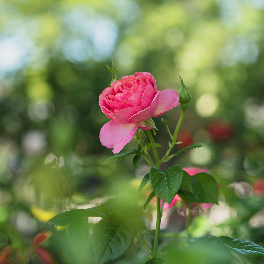 Canada Blooms Hybrid Tea Rose
