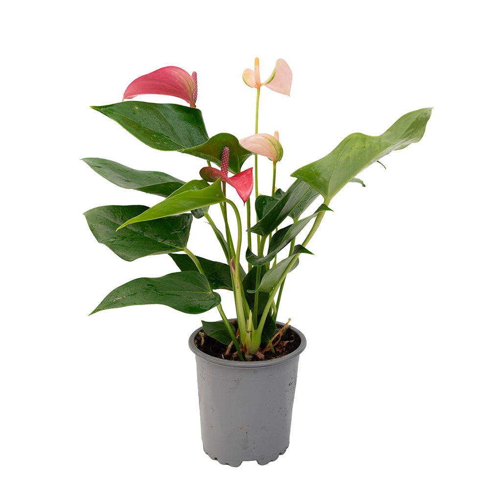 Anthurium/Flamingo Flower Assorted 4"