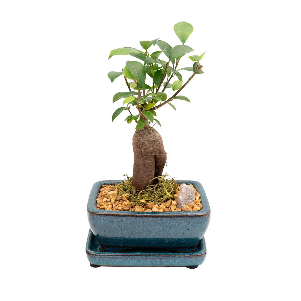 Bonsai Ginseng Ceramic 5"
