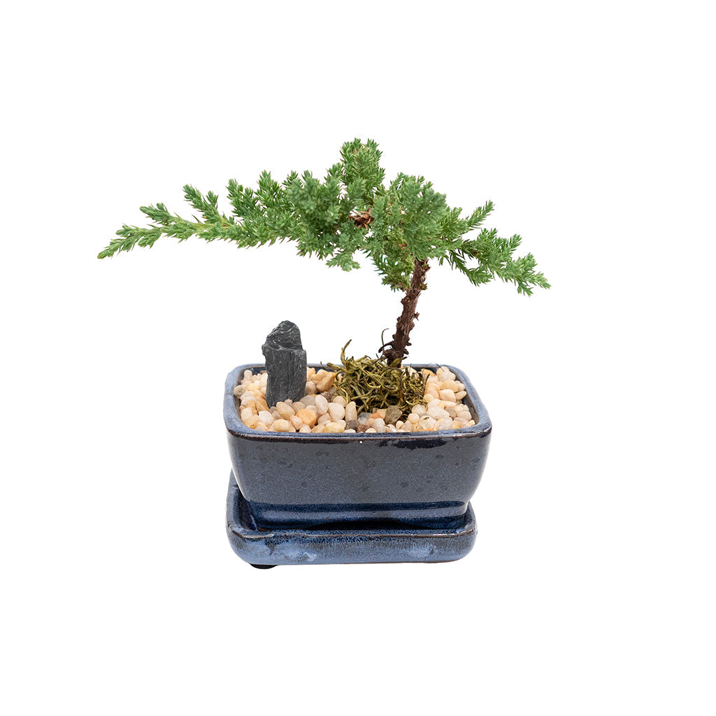 Bonsai Juniper Ceramic 4"