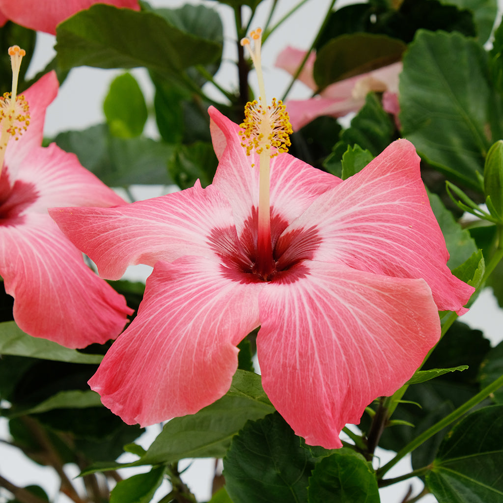 Hibiscus Bush Asst 10"