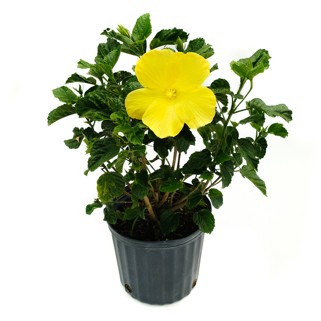 Hibiscus Bush Asst 10"