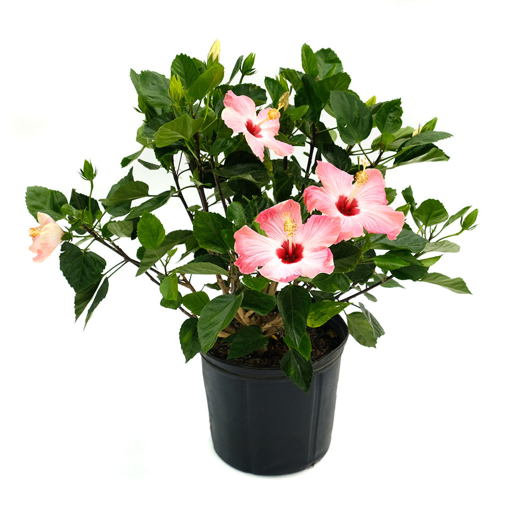 Hibiscus Bush Asst 10"