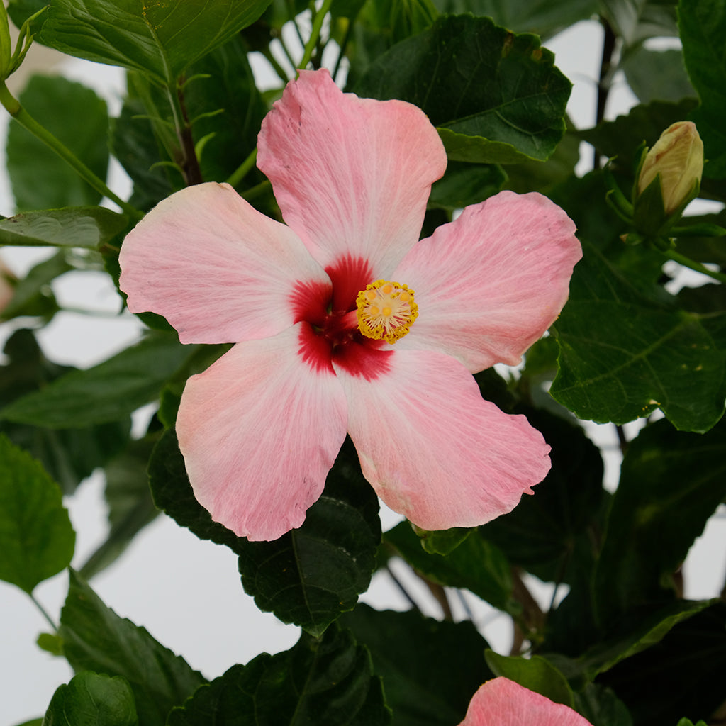 Hibiscus Bush Asst 10"