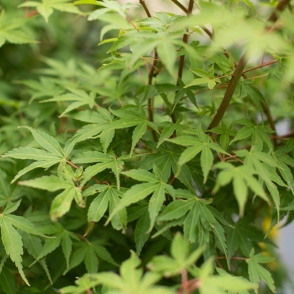 Katsura Japanese Maple #10 CG