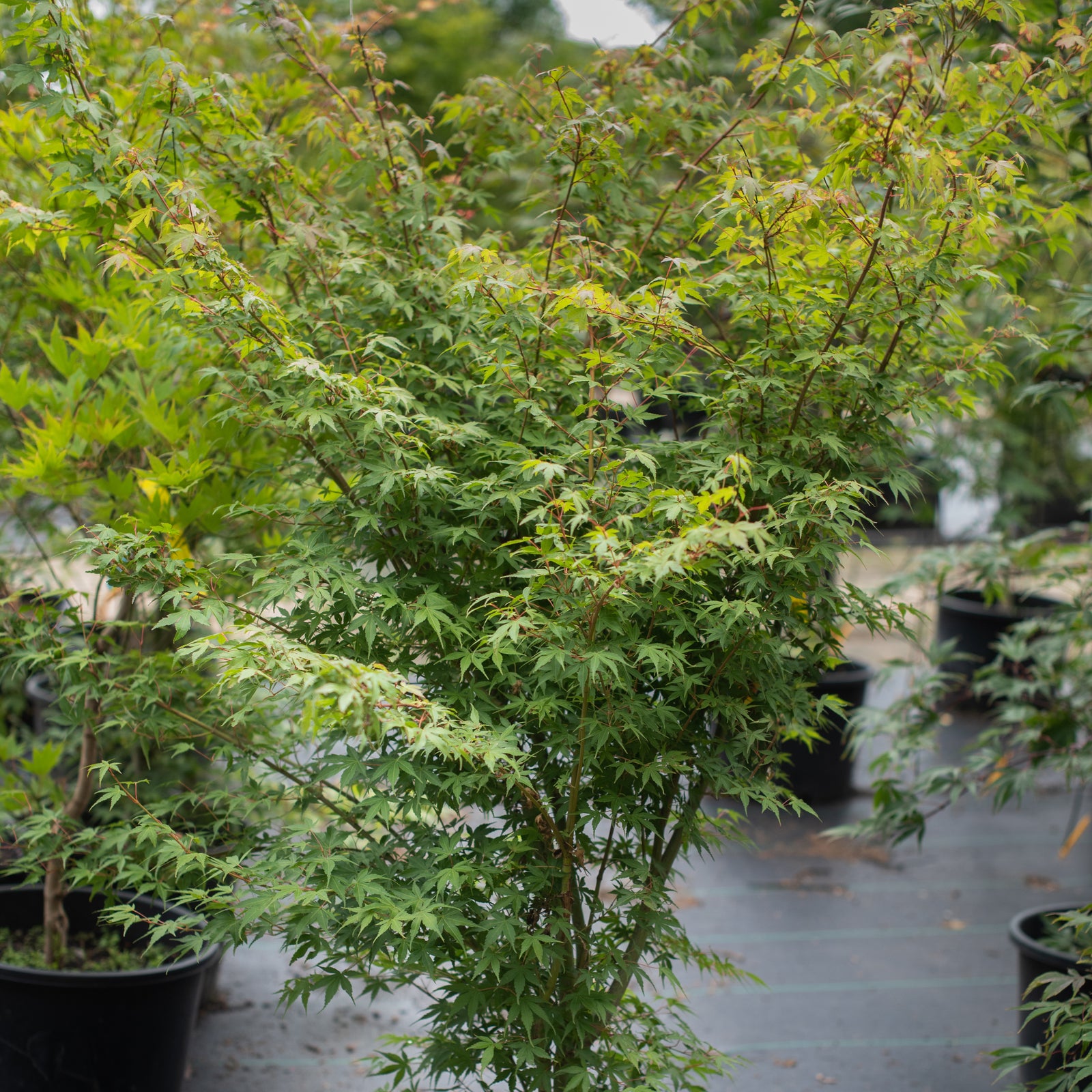 Katsura Japanese Maple #10 CG