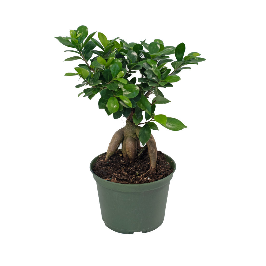 Bonsai Ginseng Grower's Pot 4"
